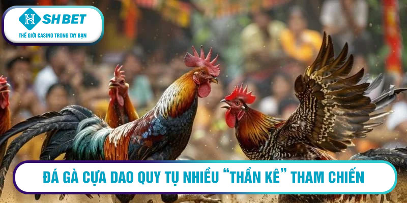 Đá gà cựa dao quy tụ nhiều “thần kê” tham chiến